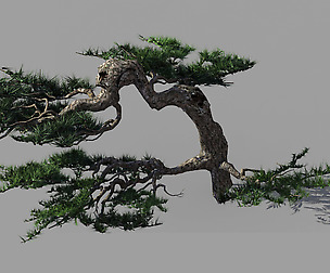 Mount Putuo-Pine 19