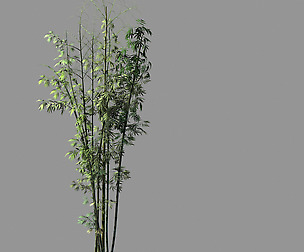 Putuo Mountain-Bamboo 21