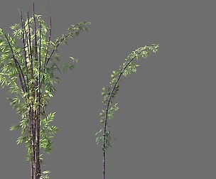 Putuo Mountain-Bamboo 25