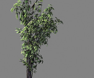 Mount Putuo-Bamboo 26