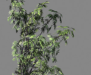 Mount Putuo-Bamboo 27