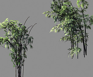 Mount Putuo-Bamboo 28