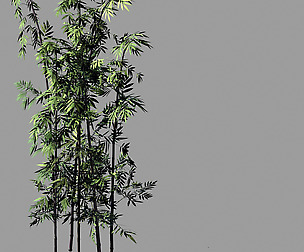 Putuo Mountain-Bamboo 29