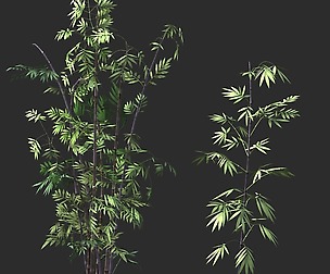 Putuo Mountain-Bamboo 30
