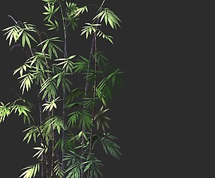 Putuo Mountain-Bamboo 35