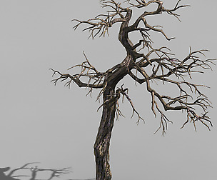 Qianhui Forest-Difu-Dead Tree 002