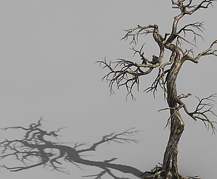 Qianhui Forest-Difu-Dead Tree 003