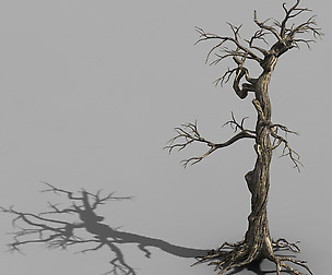 Qianhui Forest-Difu-Withered Tree 004