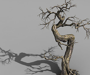 Qianhui Forest-Difu-Dead Tree 006