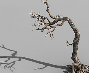 Qianhui Forest-Difu-Withered Tree 009