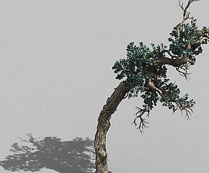 Qianhui Forest-Difu-Vine Tree 051