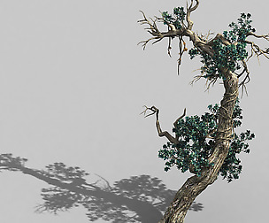 Qianhuilin-Difu-Vine Tree 054