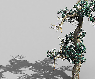 Qianhui Forest-Difu-Vine Tree 057