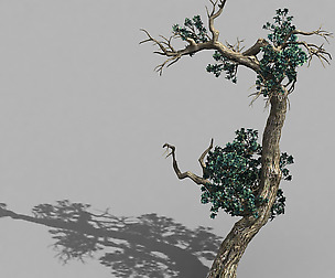 Qianhui Forest-Difu-Vine Tree 059