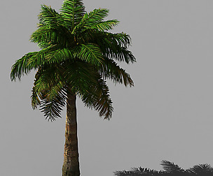 Tropical Plants-Bamboo Palm-Palm Tree 03