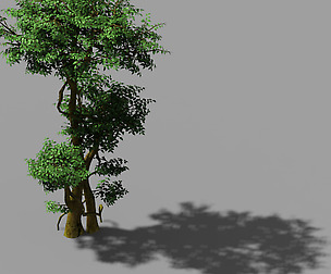 Fairy Forest-Banyan 01