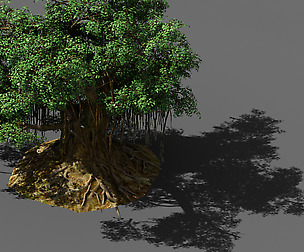 Fairy Trail-Banyan Tree 02