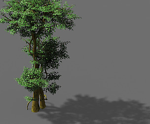 Fairy Forest-Banyan 03