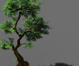 Fairy Trail-Banyan Tree 04