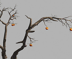 Fairy Trail Forest-Persimmon Tree 04