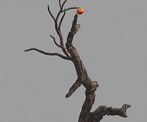 Fairy Trail Forest-Persimmon Tree 07