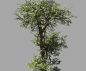 Garden-Garden-Tree 56