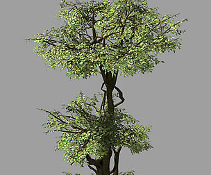 Garden-Garden-Tree 57