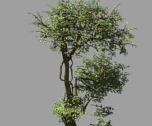 Garden-Garden-Tree 58