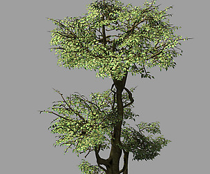 Garden-Garden-Tree 59