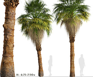 Set of California palm (Washingtonia filifera)