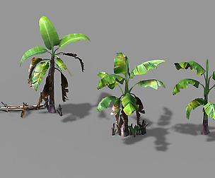 Plant-Plantain 021