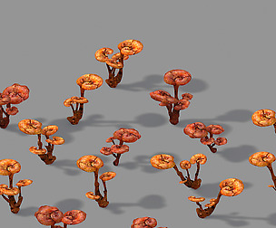 Plant-Supplement-Ganoderma 12