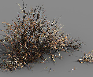 Plant-Camel Spines Scorched 21