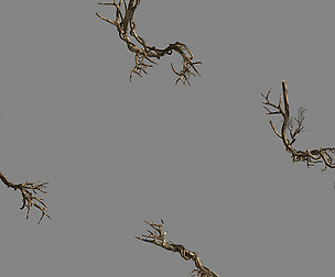 Plant-green-climbing-vine 05