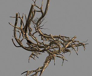 Plant-green-climbing-vine 07
