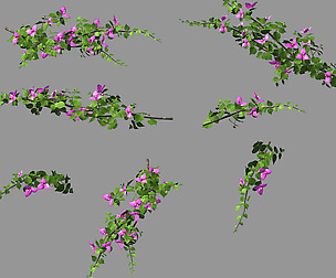 Plant-Bougainvillea
