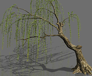 Plant-Forest-Weeping Willow 02