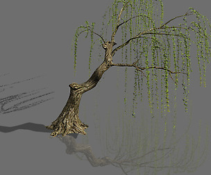 Plant-Forest-Weeping Willow 03