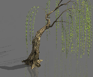 Plant-Forest-Weeping Willow 04