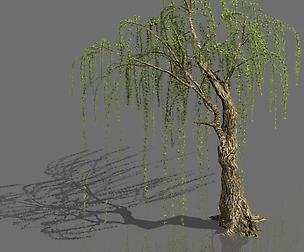 Plant-Forest-Weeping Willow 05