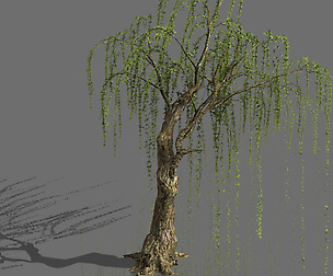 Plant-Forest-Weeping Willow 07