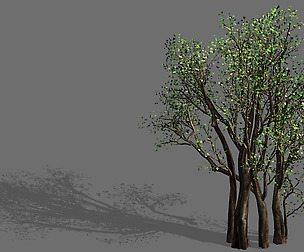 Plant-Forest-Big Tree 108