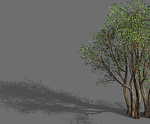 Plant-Forest-Big Tree 359