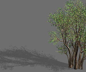 Plant-Forest-Big Tree 689