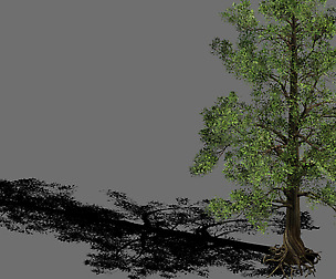 Plant-Yang Kui