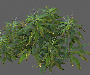 Bamboo Forest-Shrub 11