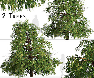 Set of Cryptomeria fortunei Trees (Japanese cedar)