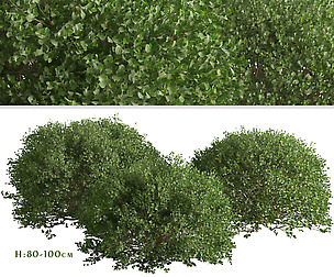 Set of Boxood Shrubs ( Buxaceae ) (3 Shrubs)