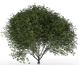Maple tree-01