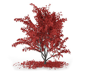 Autumn maple tree